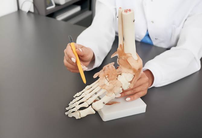 Model of the foot and ankle skeleton being examined during a consultation